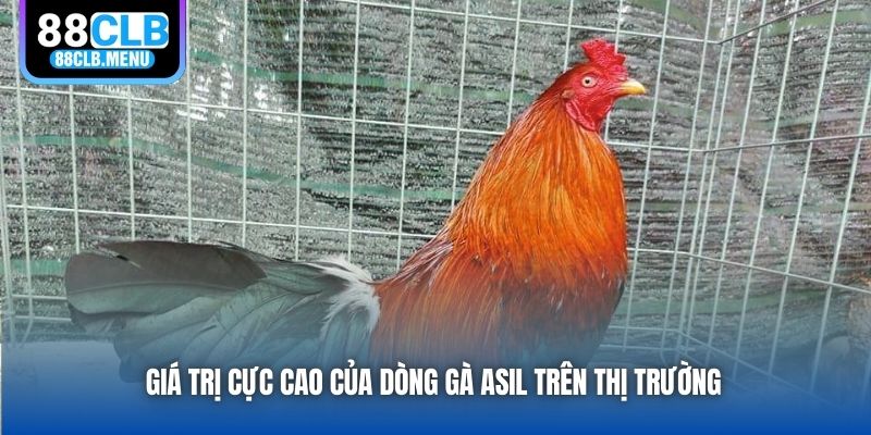 Giá trị cực cao của dòng gà Asil trên thị trường