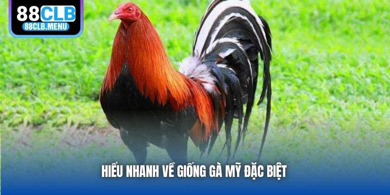 Hiểu nhanh về giống gà Mỹ đặc biệt