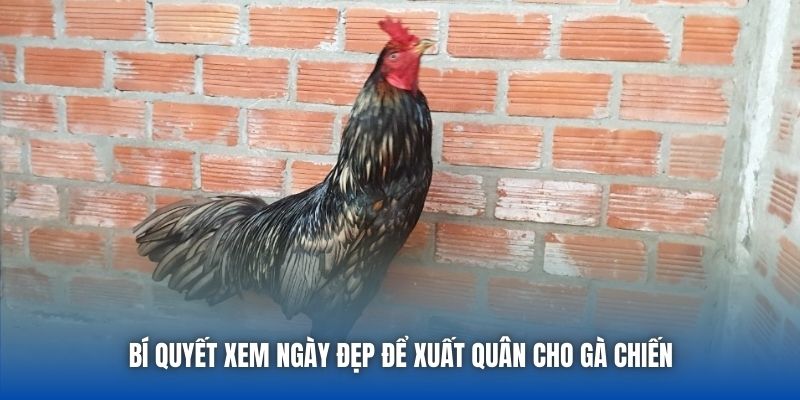Bí quyết xem ngày đẹp để xuất quân cho gà chiến