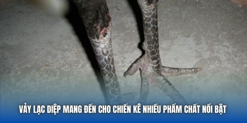 Vảy lạc diệp mang đến cho chiến kê nhiều phẩm chất nổi bật 