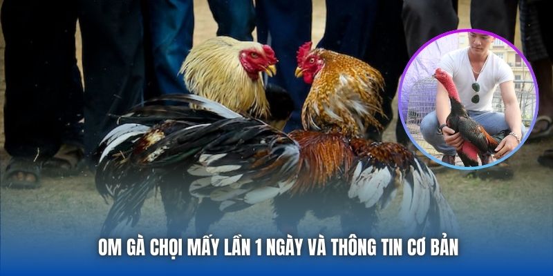 Om gà chọi mấy lần 1 ngày và thông tin cơ bản