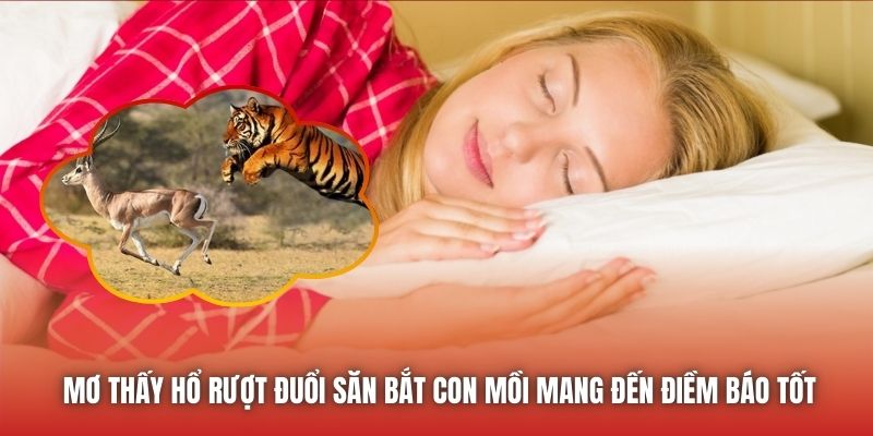 Mơ thấy hổ rượt đuổi săn bắt con mồi mang đến điềm báo tốt