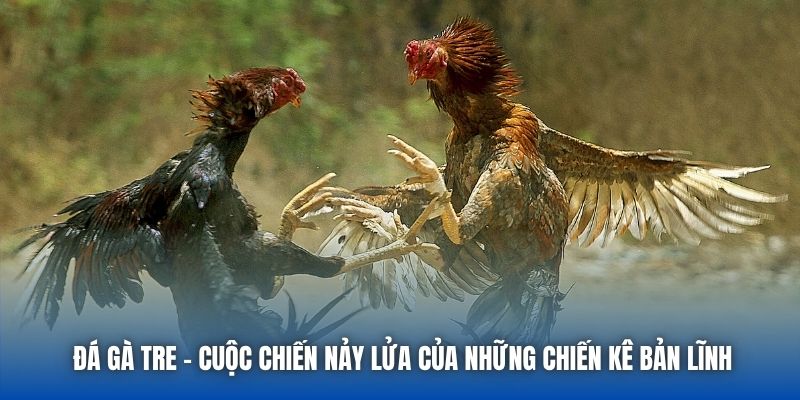 Đá Gà Tre - Cuộc Chiến Nảy Lửa Của Những Chiến Kê Bản Lĩnh