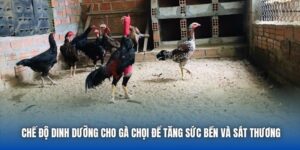 Chế Độ Dinh Dưỡng Cho Gà Chọi Để Tăng Sức Bền Và Sát Thương